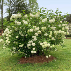 Chinese Snowball Bush