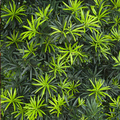 Podocarpus Tree