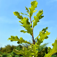 Swamp White Oak Tree