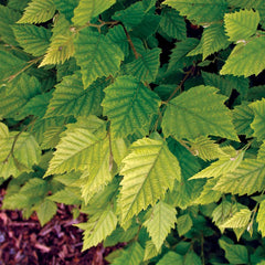Fox Valley® River Birch Tree