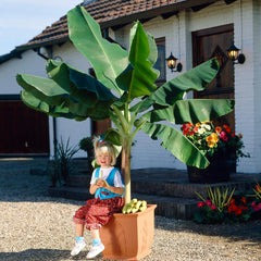 Dwarf Cavendish Banana Tree