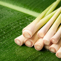Lemon Grass Plant