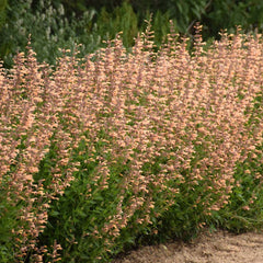 Proven Winners® Agastache Meant to Bee™ Queen Nectarine