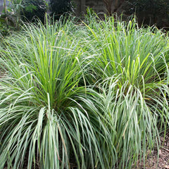 Lemongrass - USDA Organic