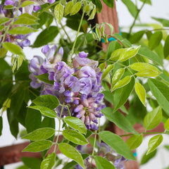 Amethyst Falls Wisteria Vine