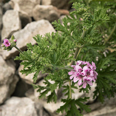 Citronella Plant