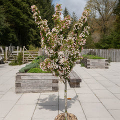 Adirondack Crabapple Tree