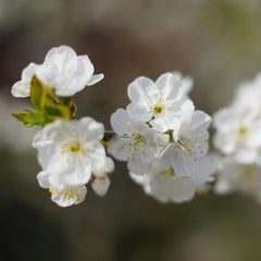 Lapins Cherry Tree