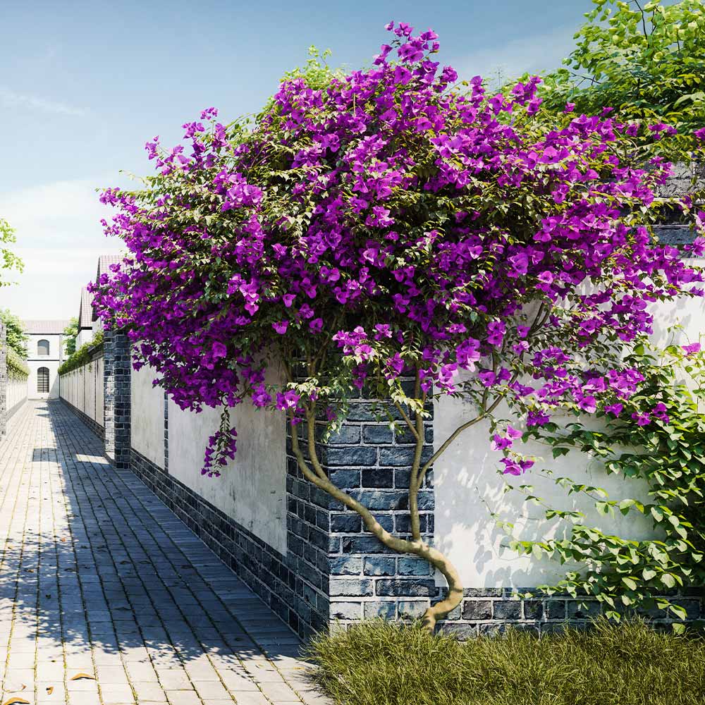 New River Purple Bougainvillea Tree