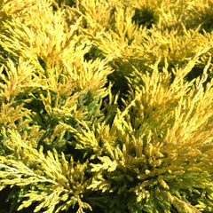 Lime Glow Juniper Shrub