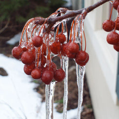 Proven Winners® Sweet Sugar Tyme® Crabapple