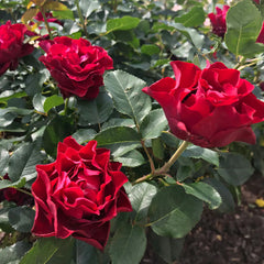 Dancing in the Dark® Rose Shrub