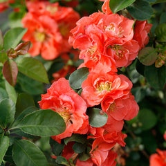 Proven Winners® Double Take® Peach Quince Shrub