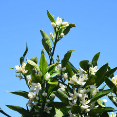 Kishu Mandarin Tree