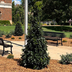Monarch Holly