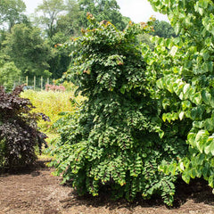 Garden Gems Emerald Falls Redbud Tree