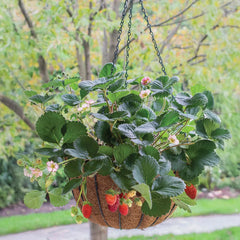Bushel and Berry® Rosy Belle™ Strawberry Bush