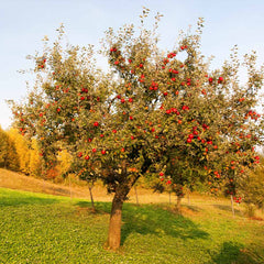Red Delicious Apple Tree