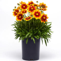 Better Versions® Uptick™ Gold & Bronze Tickseed Plant