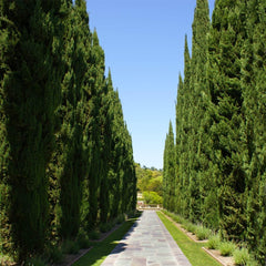 Italian Cypress Tree