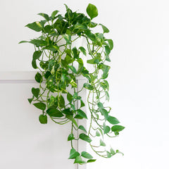 Golden Pothos