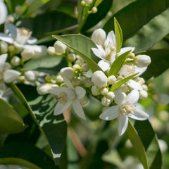 Sanguinelli Semi-Dwarf Blood Orange Tree
