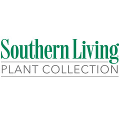 Southern Living® Jubilation Gardenia Shrub