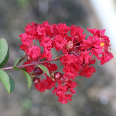 Garnet King™ Emerald Empire® Crape Myrtle Tree