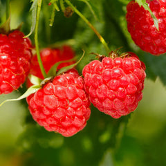 Heritage Everbearing Raspberry Bush