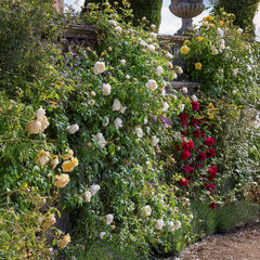 David Austin® Claire Austin® English Climbing Rose