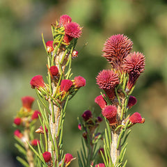 Blaze Norway Spruce Tree