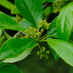 Green Gable™ Tupelo (Black Gum Tree)