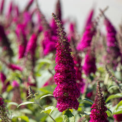 Bloomables® CranRazz Butterfly Bush (Tree Form)