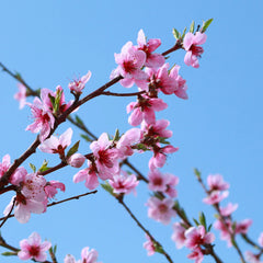 Sunglo Nectarine Tree