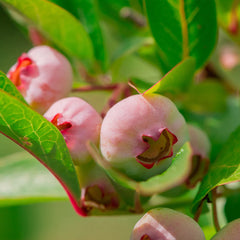 Pink Popcorn™ Blueberry Bush