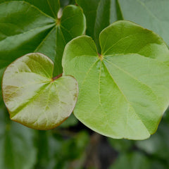 Oklahoma Redbud Tree