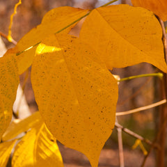 American Yellowwood Tree