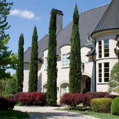 Italian Cypress California