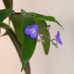 Weeping Blue Ginger Plant