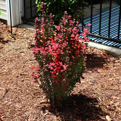 Southern Living® Orange Rocket Barberry Shrub