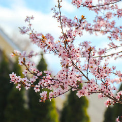 Mount St. Helens® Plum Tree