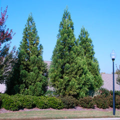 Cryptomeria Radicans Tree