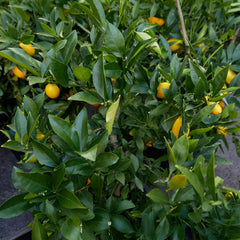 Meyer Lemon & Limequat Cocktail Bush