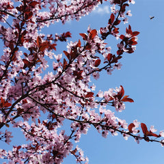 KV' Flowering Plum Tree