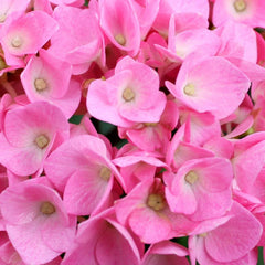 Proven Winners® Let's Dance® Blue Jangles Hydrangea Shrub