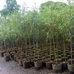 Niobe Golden Weeping Willow