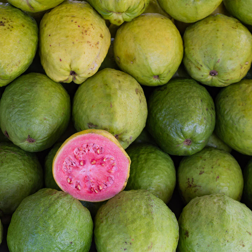 Tikal Pink Guava Tree