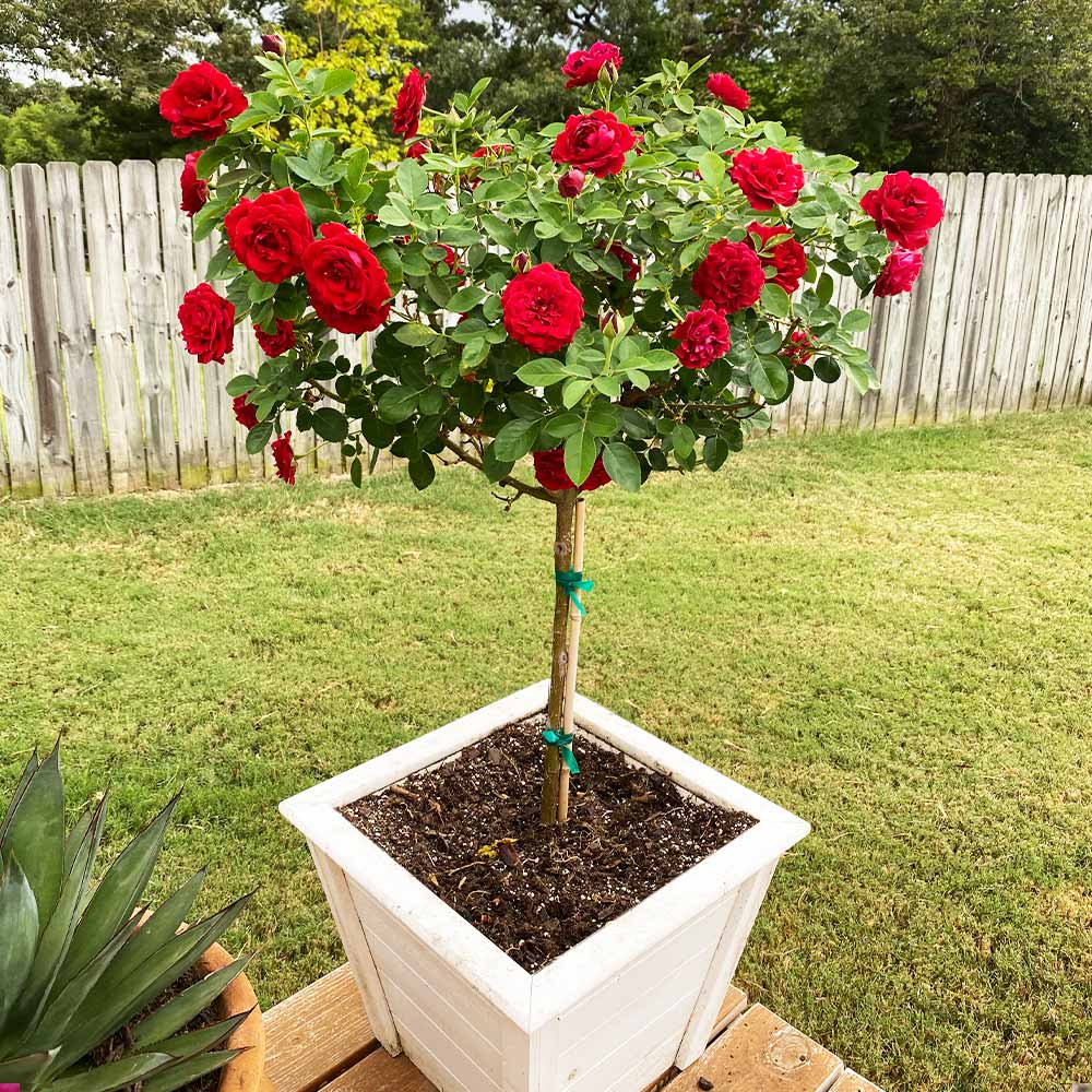 Dancing in the Dark Rose Tree