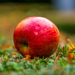 Enterprise Apple Tree