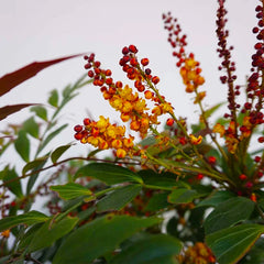 Groovy Glow™ Mahonia Shrub